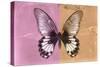 Miss Butterfly Agenor - Orange & Pale Violet-Philippe Hugonnard-Stretched Canvas