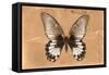 Miss Butterfly Agenor - Orange-Philippe Hugonnard-Framed Stretched Canvas
