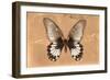 Miss Butterfly Agenor - Orange-Philippe Hugonnard-Framed Photographic Print