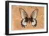 Miss Butterfly Agenor - Orange-Philippe Hugonnard-Framed Photographic Print