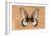 Miss Butterfly Agenor - Orange-Philippe Hugonnard-Framed Photographic Print