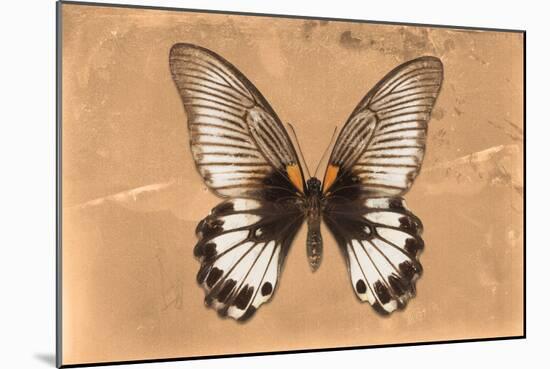 Miss Butterfly Agenor - Orange-Philippe Hugonnard-Mounted Photographic Print