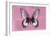 Miss Butterfly Agenor - Pale Violet-Philippe Hugonnard-Framed Photographic Print