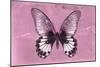 Miss Butterfly Agenor - Pale Violet-Philippe Hugonnard-Mounted Photographic Print