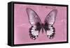Miss Butterfly Agenor - Pale Violet-Philippe Hugonnard-Framed Stretched Canvas