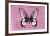Miss Butterfly Agenor - Pale Violet-Philippe Hugonnard-Framed Photographic Print