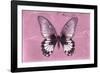 Miss Butterfly Agenor - Pale Violet-Philippe Hugonnard-Framed Photographic Print