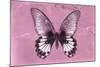 Miss Butterfly Agenor - Pale Violet-Philippe Hugonnard-Mounted Photographic Print