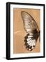 Miss Butterfly Agenor Profil - Orange-Philippe Hugonnard-Framed Photographic Print