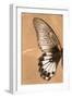 Miss Butterfly Agenor Profil - Orange-Philippe Hugonnard-Framed Photographic Print