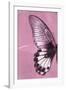 Miss Butterfly Agenor Profil - Pale Violet-Philippe Hugonnard-Framed Photographic Print