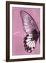 Miss Butterfly Agenor Profil - Pale Violet-Philippe Hugonnard-Framed Photographic Print