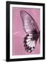 Miss Butterfly Agenor Profil - Pale Violet-Philippe Hugonnard-Framed Photographic Print