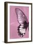 Miss Butterfly Agenor Profil - Pale Violet-Philippe Hugonnard-Framed Photographic Print