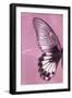 Miss Butterfly Agenor Profil - Pale Violet-Philippe Hugonnard-Framed Photographic Print