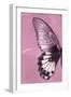 Miss Butterfly Agenor Profil - Pale Violet-Philippe Hugonnard-Framed Photographic Print