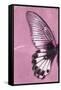 Miss Butterfly Agenor Profil - Pale Violet-Philippe Hugonnard-Framed Stretched Canvas