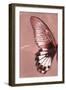 Miss Butterfly Agenor Profil - Red-Philippe Hugonnard-Framed Photographic Print