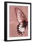 Miss Butterfly Agenor Profil - Red-Philippe Hugonnard-Framed Photographic Print