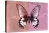 Miss Butterfly Agenor - Red & Pale Violet-Philippe Hugonnard-Stretched Canvas