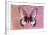 Miss Butterfly Agenor - Red & Pale Violet-Philippe Hugonnard-Framed Photographic Print