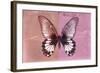 Miss Butterfly Agenor - Red & Pale Violet-Philippe Hugonnard-Framed Photographic Print