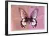 Miss Butterfly Agenor - Red & Pale Violet-Philippe Hugonnard-Framed Photographic Print