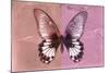 Miss Butterfly Agenor - Red & Pale Violet-Philippe Hugonnard-Mounted Photographic Print