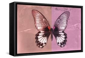 Miss Butterfly Agenor - Red & Pale Violet-Philippe Hugonnard-Framed Stretched Canvas