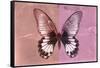 Miss Butterfly Agenor - Red & Pale Violet-Philippe Hugonnard-Framed Stretched Canvas