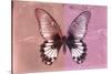 Miss Butterfly Agenor - Red & Pale Violet-Philippe Hugonnard-Stretched Canvas