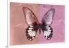 Miss Butterfly Agenor - Red & Pale Violet-Philippe Hugonnard-Framed Photographic Print