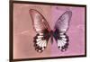 Miss Butterfly Agenor - Red & Pale Violet-Philippe Hugonnard-Framed Photographic Print