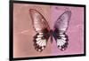 Miss Butterfly Agenor - Red & Pale Violet-Philippe Hugonnard-Framed Photographic Print