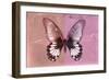 Miss Butterfly Agenor - Red & Pale Violet-Philippe Hugonnard-Framed Photographic Print