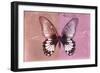 Miss Butterfly Agenor - Red & Pale Violet-Philippe Hugonnard-Framed Photographic Print