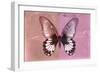 Miss Butterfly Agenor - Red & Pale Violet-Philippe Hugonnard-Framed Photographic Print