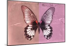 Miss Butterfly Agenor - Red & Pale Violet-Philippe Hugonnard-Mounted Photographic Print