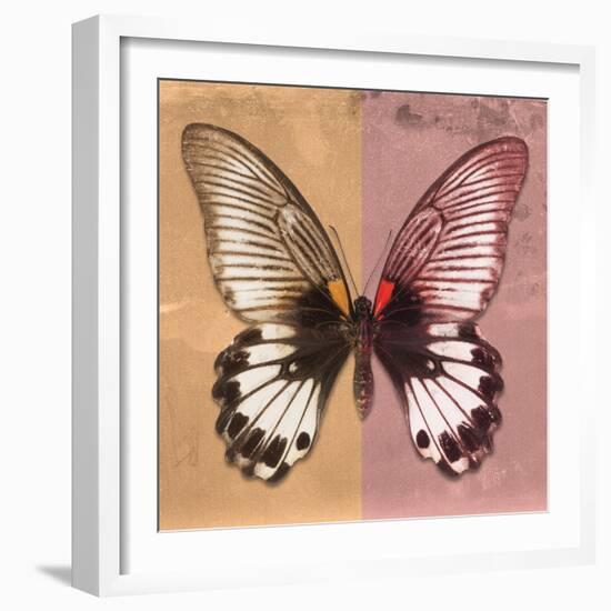 Miss Butterfly Agenor Sq - Orange & Red-Philippe Hugonnard-Framed Photographic Print