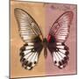 Miss Butterfly Agenor Sq - Orange & Red-Philippe Hugonnard-Mounted Photographic Print