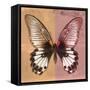 Miss Butterfly Agenor Sq - Orange & Red-Philippe Hugonnard-Framed Stretched Canvas