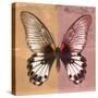 Miss Butterfly Agenor Sq - Orange & Red-Philippe Hugonnard-Stretched Canvas