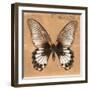 Miss Butterfly Agenor Sq - Orange-Philippe Hugonnard-Framed Photographic Print