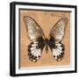 Miss Butterfly Agenor Sq - Orange-Philippe Hugonnard-Framed Photographic Print