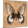 Miss Butterfly Agenor Sq - Orange-Philippe Hugonnard-Mounted Photographic Print