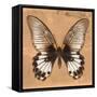 Miss Butterfly Agenor Sq - Orange-Philippe Hugonnard-Framed Stretched Canvas