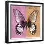 Miss Butterfly Agenor Sq - Pale Violet & Orange-Philippe Hugonnard-Framed Photographic Print