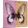 Miss Butterfly Agenor Sq - Pale Violet & Orange-Philippe Hugonnard-Mounted Photographic Print