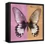 Miss Butterfly Agenor Sq - Pale Violet & Orange-Philippe Hugonnard-Framed Stretched Canvas