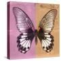 Miss Butterfly Agenor Sq - Pale Violet & Orange-Philippe Hugonnard-Stretched Canvas